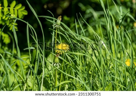 uncut lawn, dandelions in tall green grass, yellow flowers in tall uncut grass