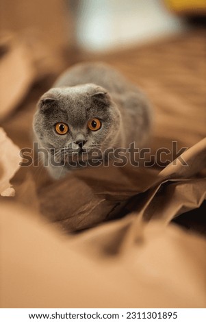 Beautiful funny Grey Scottish-fold shorthair fluffy cat with orange eyes playing on the floor in craft brown paper pieces. Warm picture toning. Pets care. World cat day. Image for website about cats.
