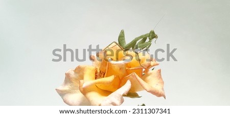 Praying mantis (Mantis religiosa) perched on yellow roses.