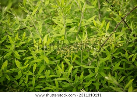 Lemon verbena hedge leaves with closed spring buds in sunlight green full screen background Royalty-Free Stock Photo #2311310111