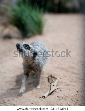 Suricate or meerkat standing in the zoo