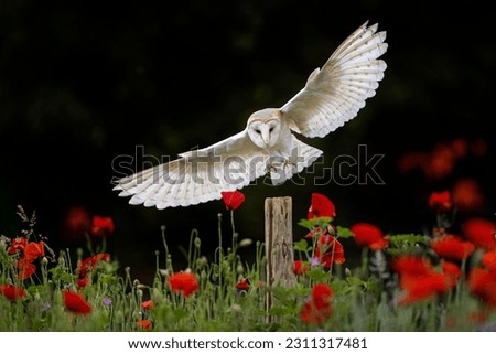 An ethereal barn owl flying gracefully through a vibrant landscape of red blooms, plants and grass