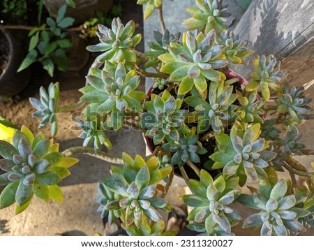 closeup of succulent varietal lush plant in pot 