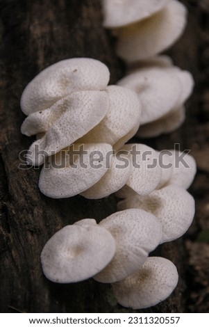 white color mushroom on a tree bark isolated on dark background. Selective focus. Jungle food concept.