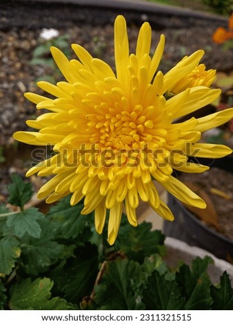 Chrysanth or Chrysanthemum morifolium Ramat or known as Chrysanthemum is an ornamental herbaceous plant. Chrysanth is one of the main ornamental plant commodities that has a variety of cultivars.