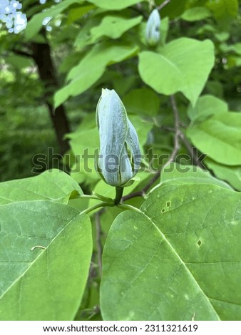 Flower of Magnolia acuminata (Cucumber tree).