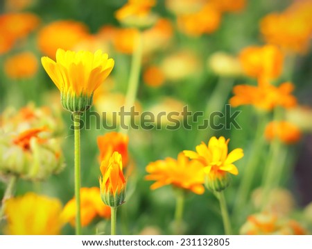 Yellow flower in garden, shallow DOF.