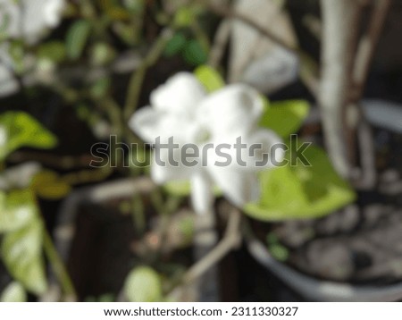 Blur photo of white jasmine flower