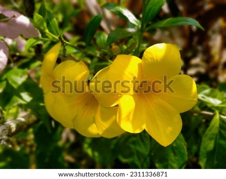 Beautiful yellow flowers in summer suitable for decoration