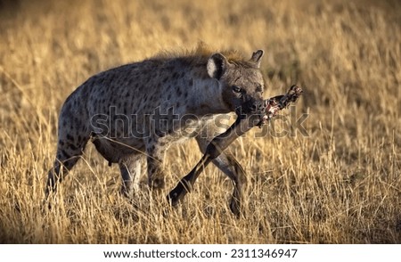 An African Spotted Hyena carrying a dead animal in its mouth