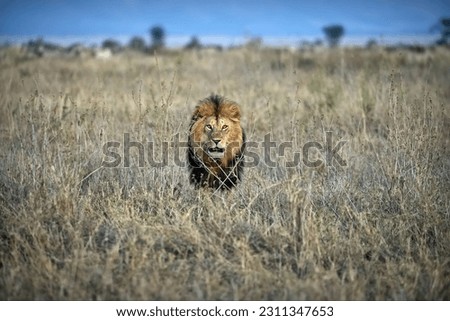 A large lion walking through an open field area with tall grass in Serengeti national park, Tanzania Royalty-Free Stock Photo #2311347653