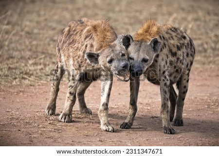 The two hyenas standing side-by-side in Serengeti National Park with mouths open