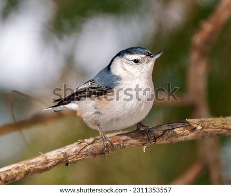 White-breasted Nuthatch side view perched on a tree branch with a blur background in its environment and habitat surrounding. Nuthatch Portrait.