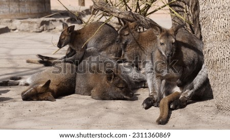 Western grey kangaroos in Budapest Zoo    