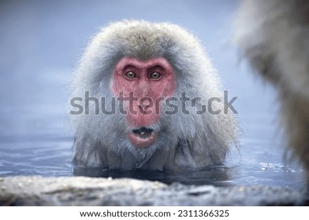 A Japanese macaque, also known as a snow monkey, pictured sitting in a body of water in Jigokudani Monkey Park, Japan