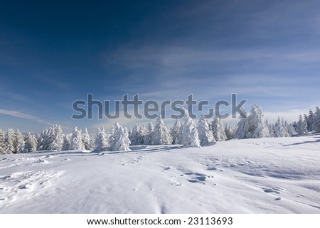 Frozen pine trees on blue sky background