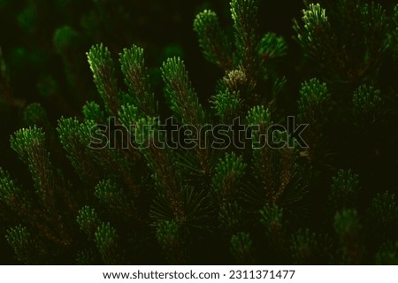 Natural background. Twigs and leaves on dark background. Natural texture