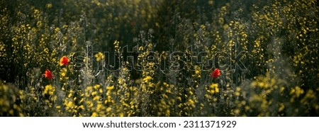Small flowers of blooming rapeseed.Bright poppy accent in the clearing. Wide panorama of the lawn with red poppies. A bright accent in a picturesque picture.