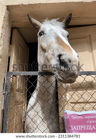 The horse is in the doorway of the stable, on the mesh fence there is an inscription "To touch, feed is strictly prohibited"