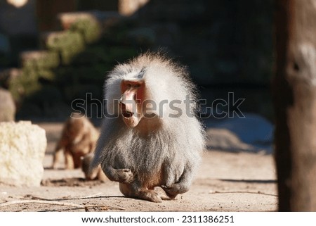 Male Baboon with nice dept in this picture from Amersfoort Zoo