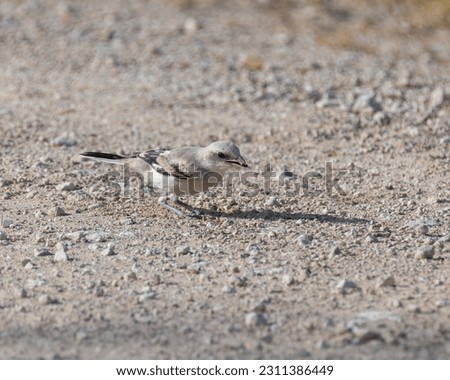 A juvenile Great Grey Shrike (Lanius excubitor), a carnivorous predator with a tiny beetle held in it's beak, whilst standing on the ground. Royalty-Free Stock Photo #2311386449