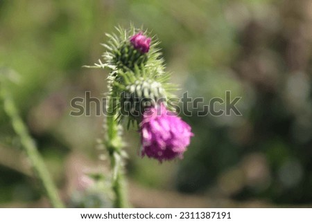Thorny burdock branch. Landscape photography. Minimalist approach. Green grass. Bushy plants. Blurred background. Flowering plants. Close-up photos. Pink blossoms. Bee pollination.