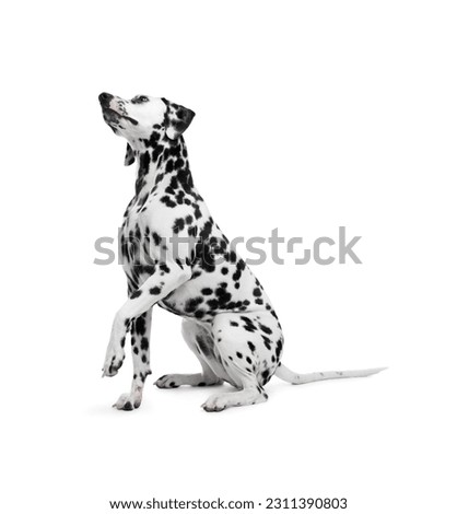 Adorable Dalmatian dog on white background. Lovely pet Royalty-Free Stock Photo #2311390803
