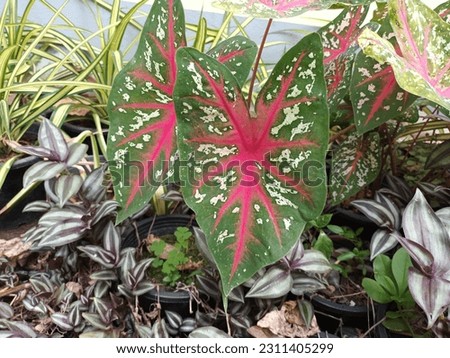 Colorful picture of Caladium bicolor, or also called Heart of Jesus, is grown as a houseplant in the park outdoor.