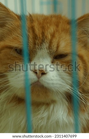 a cat's face that looks gloomy and sleepy, is in a cage. with a cage for foreground