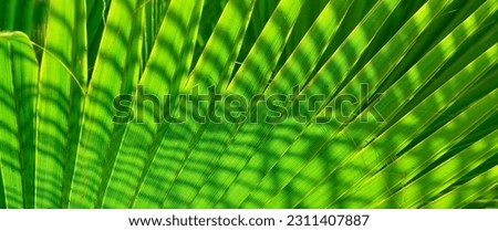 Abstract green palm tree leaf texture close up.Bright tropical natural background with copy space for design.Summer vacation concept. Selective focus.