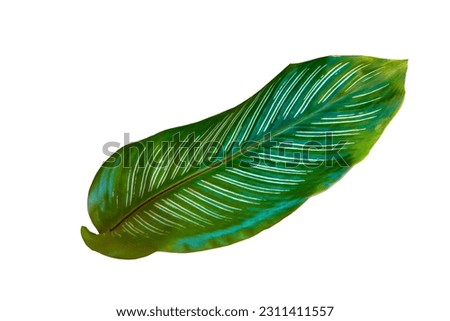 Close up Green leaves stripe calathea ornata isolated on white background with clipping path