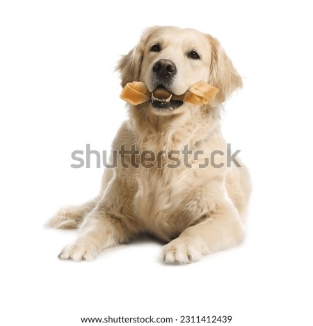 Cute Golden Retriever dog holding chew bone in mouth on white background Royalty-Free Stock Photo #2311412439