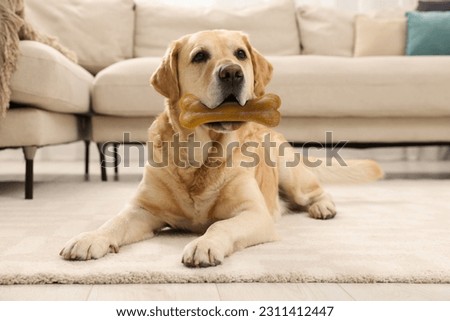 Cute Golden Retriever dog holding chew bone in mouth indoors Royalty-Free Stock Photo #2311412447