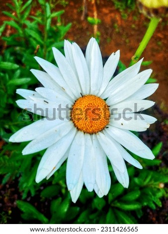 white beauty flower on the garden shoot in details