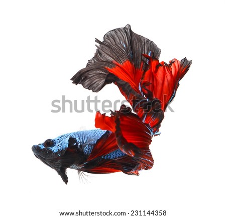 siamese fighting fish, betta isolated on white background.