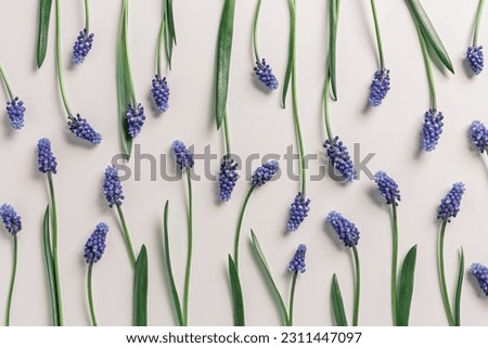 Spring floral composition, Grape hyacinth Muscari flowers. Blue muscari bouquet. Minimal nature flowery still life, blooming plant on beige, photo pattern. Spring seasonal styling, flat lay Royalty-Free Stock Photo #2311447097