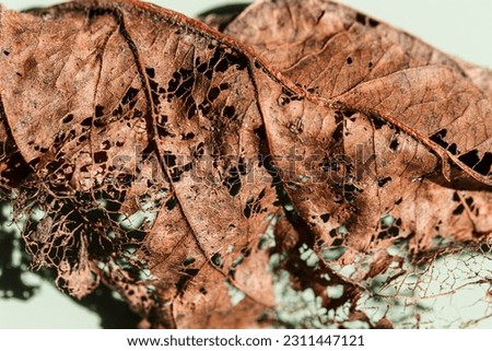 Decaying leaf close up as nature environment background. Veins skeleton of old dead leaves, biological decay, ecology concept. Shallow depth of field macro photography, sunlight and hard shadow