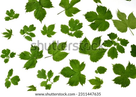 The picture shows a texture pattern composed of ivy and celandine leaves scattered on a white sheet.