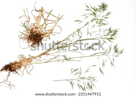 Annual herb wild oats or empty oats, weed. The picture shows a grass stalk, flowers and root system.