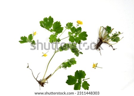 In the picture, the celandine grass is large, the genus celandine, the poppy family, its stem, leaves, flowers and root.