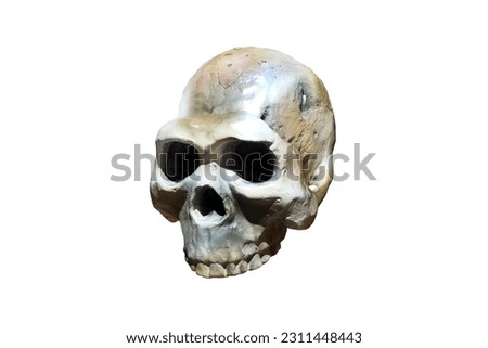 homonaledi skull isolated on white background. 