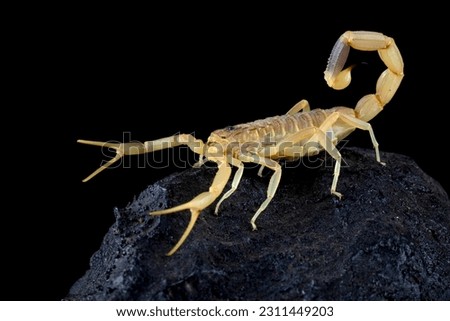 The Deathstalker Scorpion (Leiurus quinquestriatus) is a species of scorpion, a member of the family Buthidae. It is also known as the Palestine Yellow Scorpion.