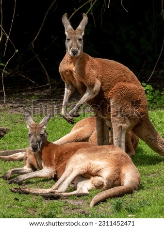 kangaroos family resting in the park one kangaroo standing on two legs in front of the camera in the background greenery