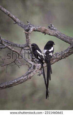 Magpie shrike pair with long black tails perched on tree branch Royalty-Free Stock Photo #2311460661