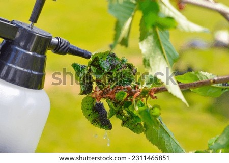 spray bottle and spraying chemical liquid on cherry leaves with aphids in summer day. Fruit trees treatment from parasites attack. Garden problems and solution. Closeup. Royalty-Free Stock Photo #2311465851