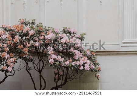 Light Color Banner and Ad Background - Delicate Pink Flower Blossoms in Pretty Classical Setting Royalty-Free Stock Photo #2311467551