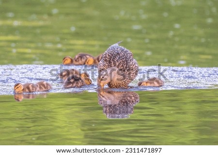 Female mallard duck and her ducklings drink from a stream during the springtime.