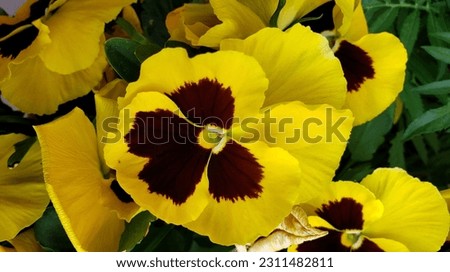 Bright Gorgeous Yellow Pansy Flower in Spring 2023