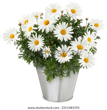 Daisies Blooming plant in metallic vintage bucket. Front view of daisy flower isolated on white background with clipping path. Spring, gardening and flowers gift icon, florist shop and shopping online