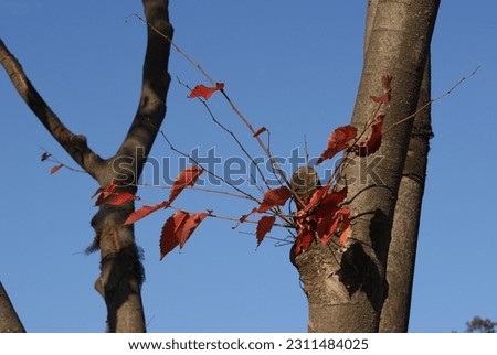 Tree branches and leaves stretching to the sky on a bright day